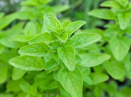 Green fresh marjoram herbs in the garden.の写真素材