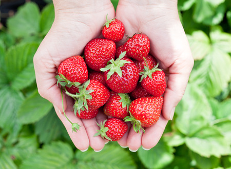 Strawberry fruits in a woman's hands. Green leaves on the background.の写真素材