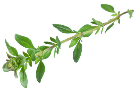 Green fresh thyme on a white background. の写真素材