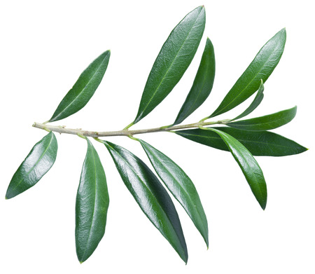 Olive twig on a white background. File contains clipping paths.の写真素材