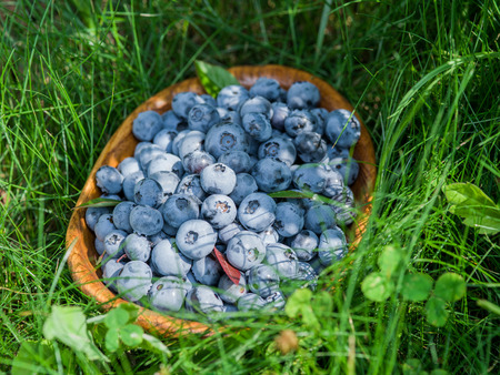 Ripe blueberries in the wooden bowl over green grass.の写真素材