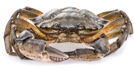 Carcinus maenas -edible alive crab isolated on a white background.の写真素材