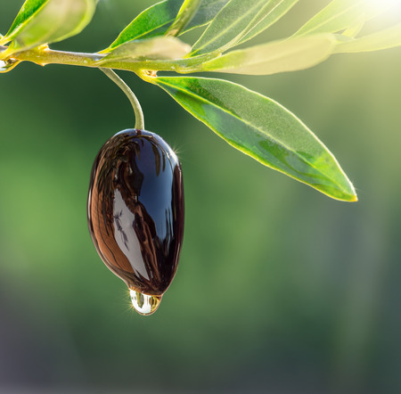 Olive oil drops from the olive berry.の写真素材