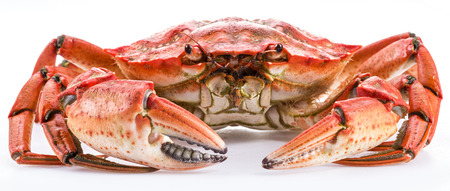 Cooked crab isolated on a white background.の写真素材