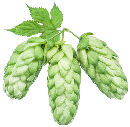Hop cones. Isolated on white background.の写真素材