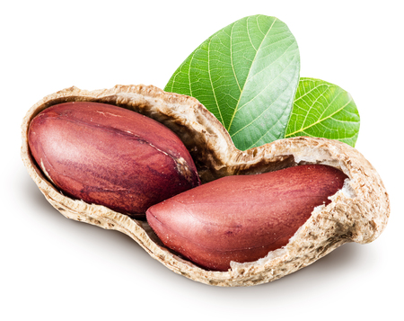 Peanuts with leaves. File contains clipping paths.の写真素材