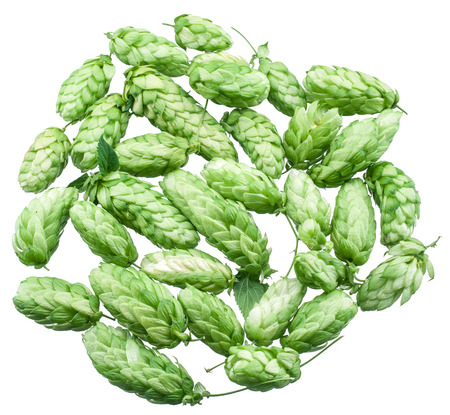 Hop cones. Isolated on white background.の写真素材
