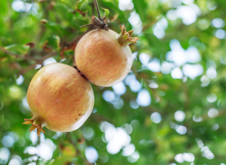 The growing of pomegranate fruits.の写真素材
