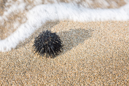 Urchin  at the coast line.The calm sea at the background.の写真素材