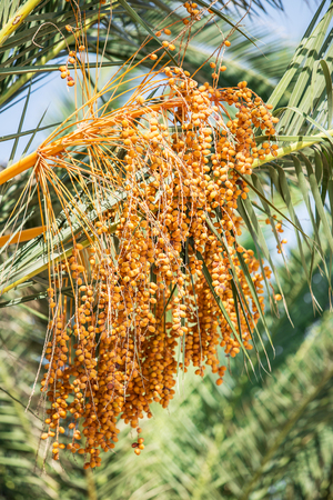 Date palm and blue sky on the background.の写真素材