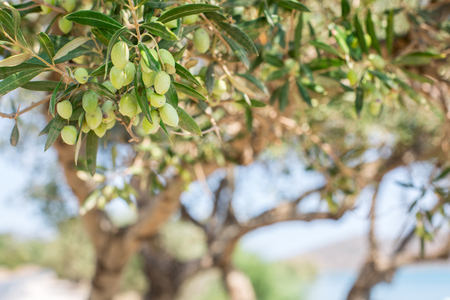 Branch of olive tree with berries on it. Closeup.の写真素材