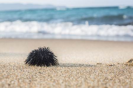 Urchin  at the coast line.The calm sea at the background.の写真素材