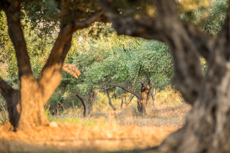 In the olive trees garden.の写真素材