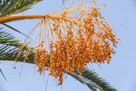 Date fruits on the tree. Close-up.の写真素材