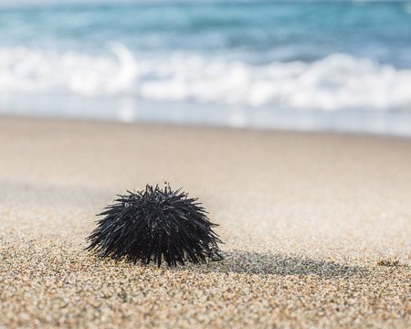 Urchin  at the coast line.The calm sea at the background.の写真素材