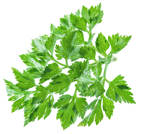 Parsley herb isolated on the white background. File contains clipping paths.の写真素材