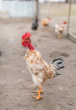 Nacked neck rooster in the fowl yard.の写真素材