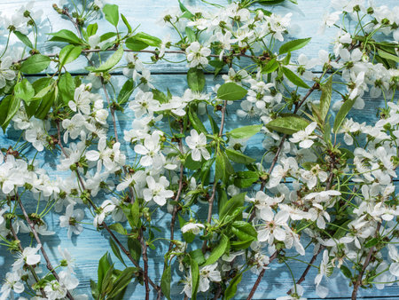 Blooming cherry twig over old wooden table.
