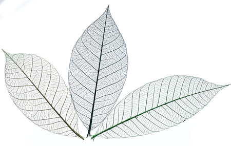 Skeletons of leaves. Isolated on a white background.