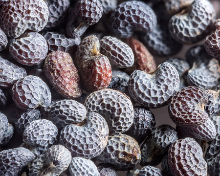 Macro shot of poppy seed.の写真素材