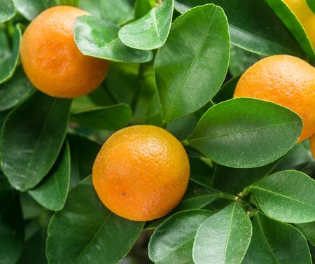 Ripe tangerine fruits on the tree. Blue sky background.の写真素材