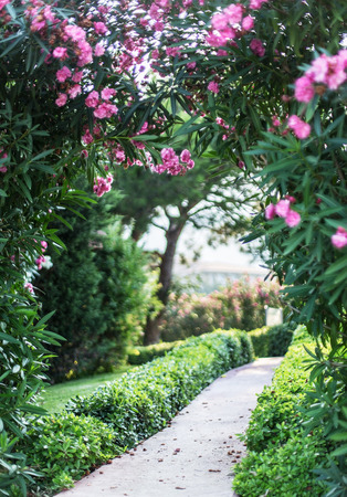 Natural blooming arch over the path in the garden.の写真素材