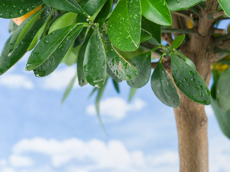 Wet lemon tree leaves on the blue sky background.の写真素材