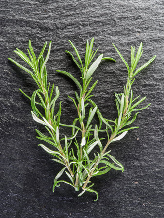 Fresh rosemary leaves on the black background.の写真素材