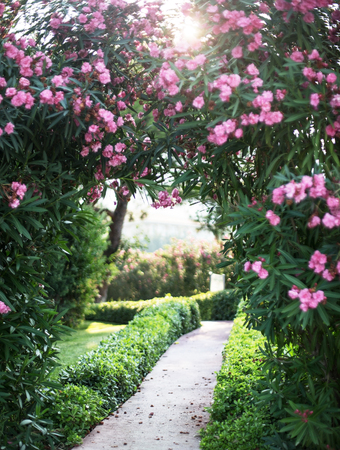 Natural blooming arch over the path in the garden.の写真素材