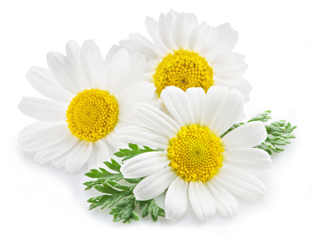 Chamomile or camomile flowers isolated on white background.の写真素材