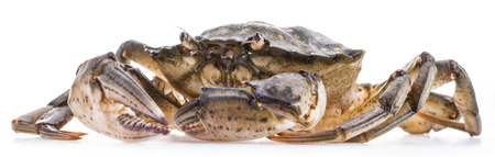 Carcinus maenas -edible alive crab isolated on a white background.の写真素材
