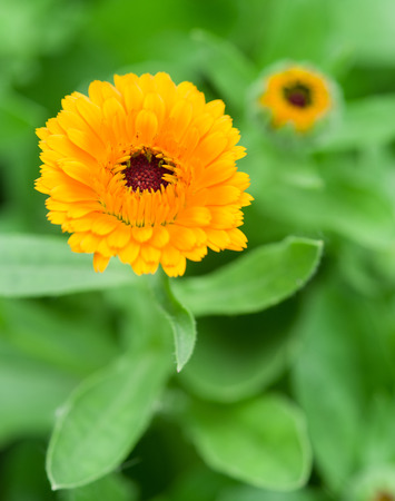 Calendula or marigold flower. Blurred green flowerbed on the background.の写真素材
