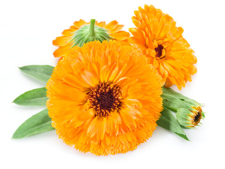 Calendula flowers on the white background.の写真素材