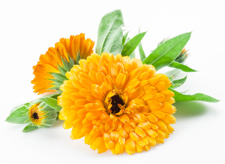 Calendula flowers isolated on white background.の写真素材