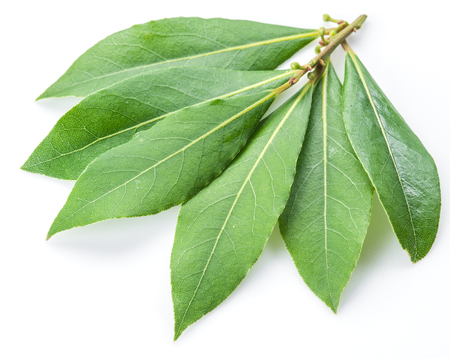 Bay leaf isolated on the white background.の写真素材