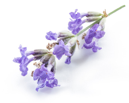 Bunch of lavandula or lavender flowers isolated on white background.の写真素材