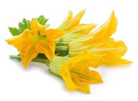 Zucchini flowers on a white background.の写真素材