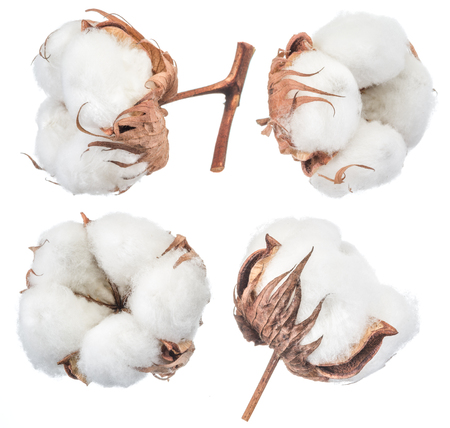 Fluffy cotton ball of cotton plant on a white background.の写真素材