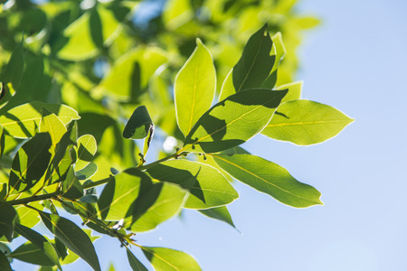 Laurel shrub or bay tree. Blue sky on the background.の写真素材