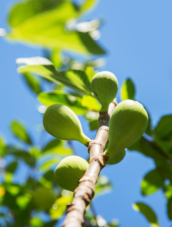 Ripe fig fruits on the tree.の写真素材