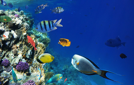 Colorful coral reef fishes of the Red Sea.の写真素材