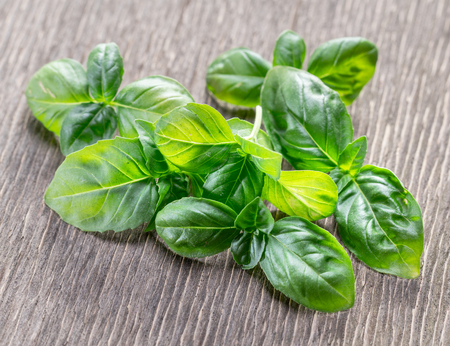Cooking basil herbs on the old wooden table.の写真素材