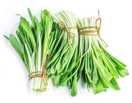 Bunches of young fresh wild garlic.
