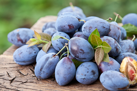 Plums on an old wooden table in the garden.の写真素材