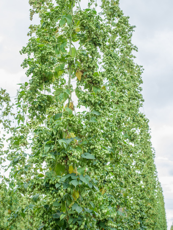 Hops yard. Hops plants climbing of special supported strings or wires.の写真素材