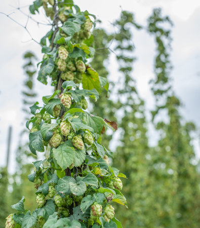 Hops yard. Hops plants climbing of special supported strings or wires.