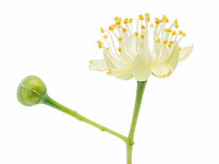 Lime flowers and leaves on white background.の写真素材