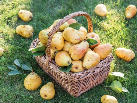 Ripe pears in the basket on the green grass.の写真素材