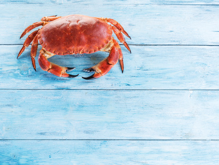 Cooked brown crab or edible crab isolated on the blue wooden table.の写真素材