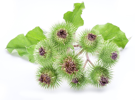 Prickly heads of burdock flowers on a white background.の写真素材